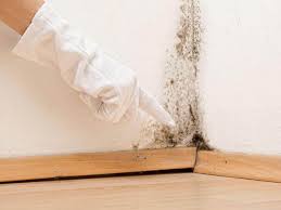 Why You Should Choose Our Mold Remediation Services in Man, WV